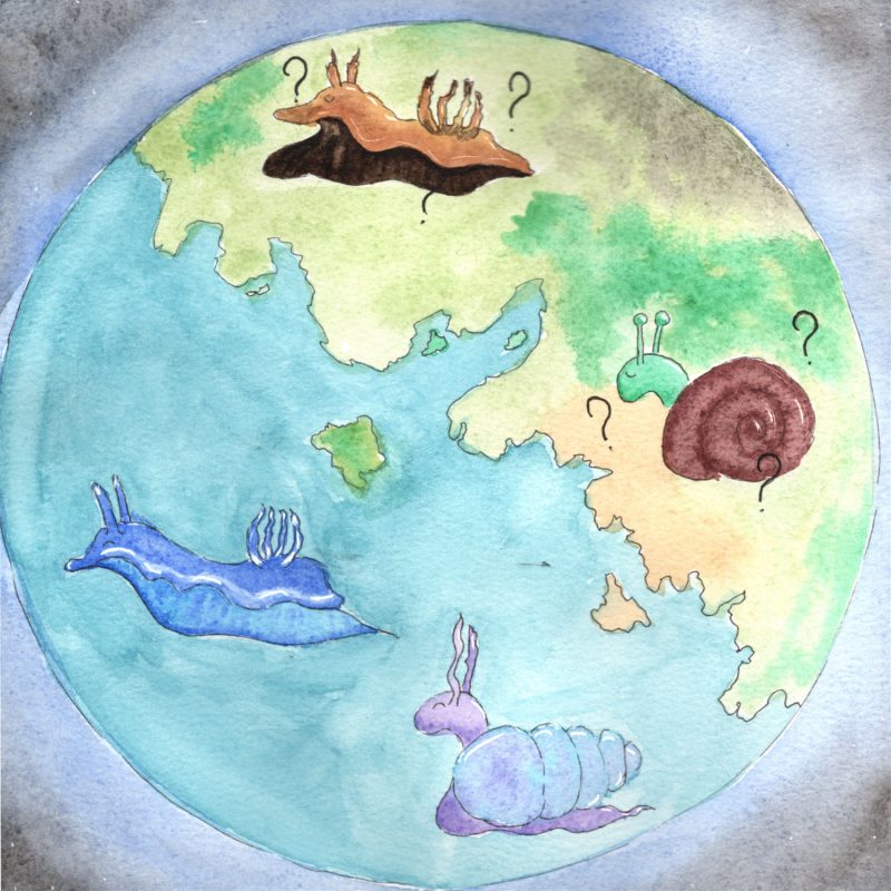 Illustration à l'aquarelle d'un globe terrestre où figurent quatre mollusques : une limace brune et un escargot sur les continents verts, entourés de points d'interrogation, et une limace de mer bleue et un escargot de mer violet dans l'océan.