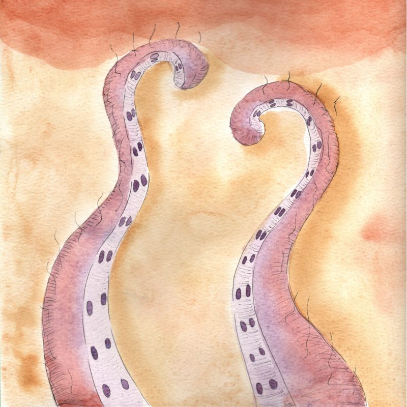 Gros plan à l'aquarelle de deux tentacules de poulpe roses et violets dressés vers le haut. On aperçoit leurs ventouses et de petits poils noirs dressés sur les bords, sur un fond abstrait aux tons chauds orangés. Coup de soleil?